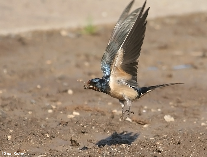   Barn Swallow Hirundo rustica                               , ,  2009.: 